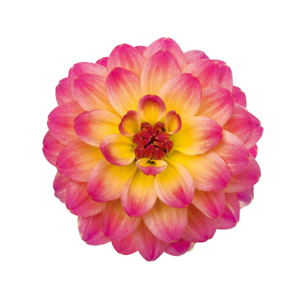 Dahlia hybrida 'Hypnotica Rose Bicolor'