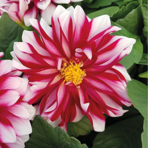 Dahlia hybrida 'Starsister Crimson Picotee'