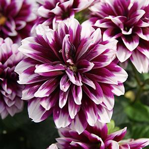 Dahlia hybrida 'Starsister Purple Stripes'