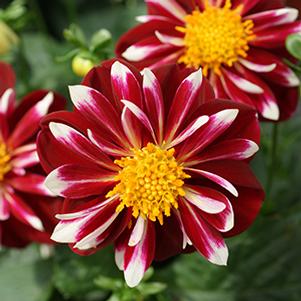 Dahlia hybrida Starsister Red & White