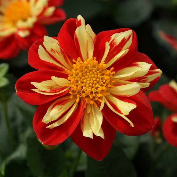 Dahlia hybrida Starsister Scarlet & Yellow