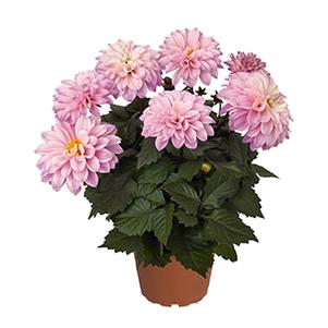 Dahlia hybrida 'Temptation Pink Bicolor'