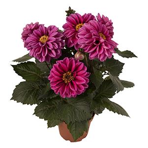 Dahlia hybrida 'Temptation Purple'