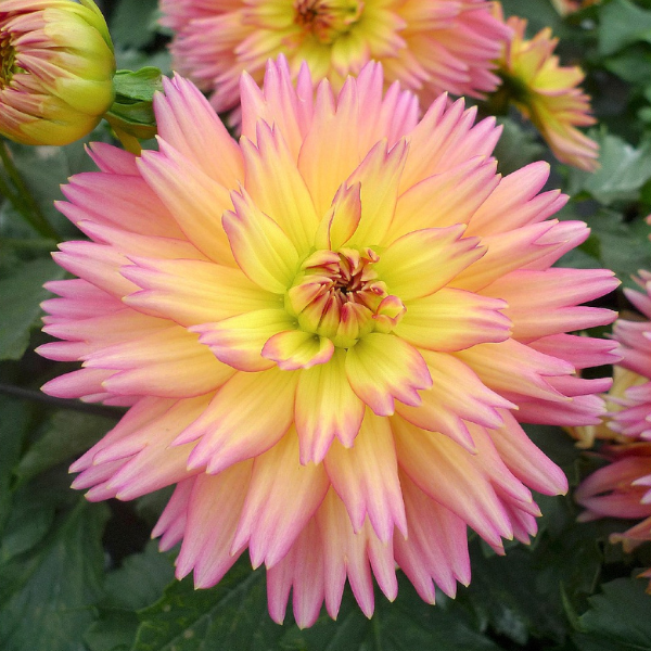 Dahlia hybrida 'XXL Sunset'