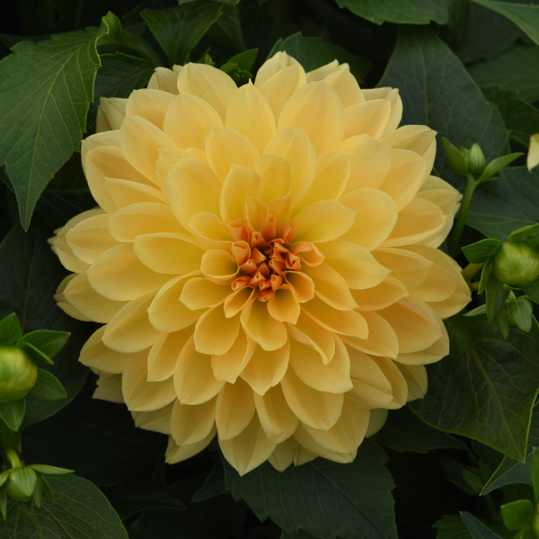 Dahlia hybrida 'Venti Golden Yellow'