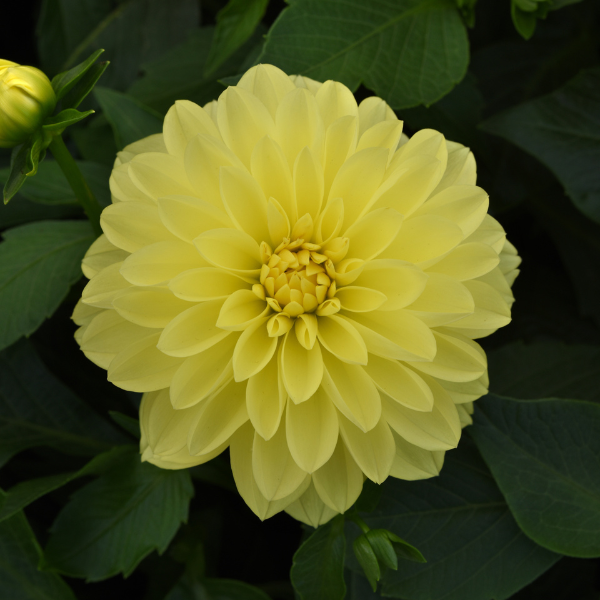 Dahlia hybrida 'Venti Lemon'