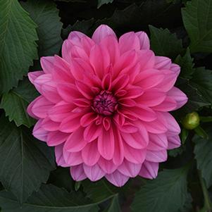 Dahlia hybrida 'Venti Light Rose'