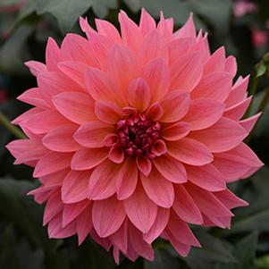 Dahlia hybrida 'Venti Passion Fruit'