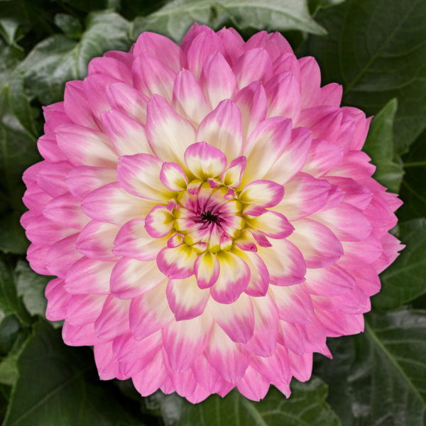 Dahlia hybrida 'Venti Pink and White Eye'