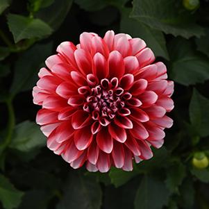 Dahlia hybrida Venti Red & White