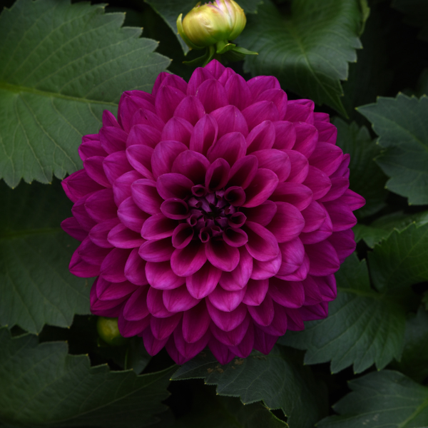 Dahlia hybrida 'Venti Royal Purple'