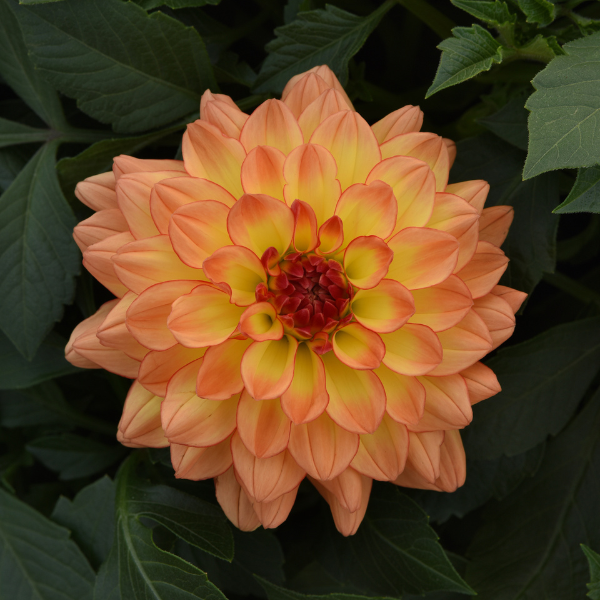 Dahlia hybrida 'Venti Tequila Sunrise'