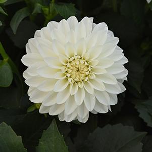 Dahlia hybrida 'Venti White'