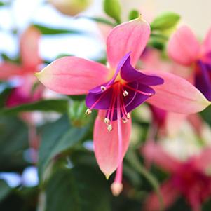 Fuchsia hybrid 'Aretes Belfort'