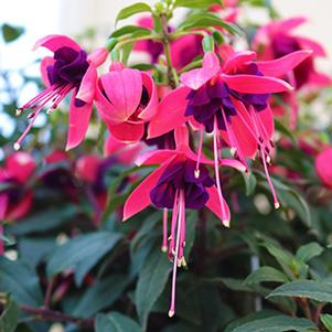 Fuchsia hybrid 'Aretes Upright Bari'