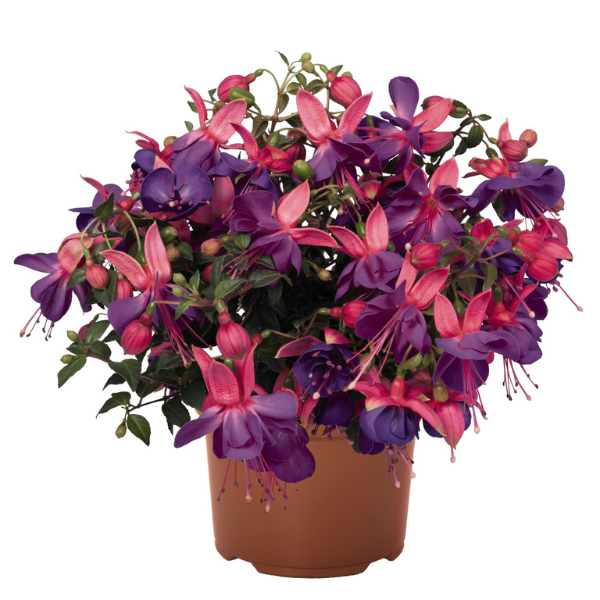 Fuchsia hybrid 'Aretes Upright Lago Grande'