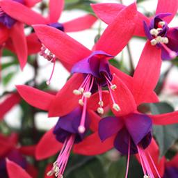 Fuchsia hybrid 'Aretes Upright Pompei'