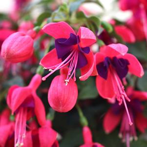 Fuchsia hybrid 'Aretes Upright Remini'