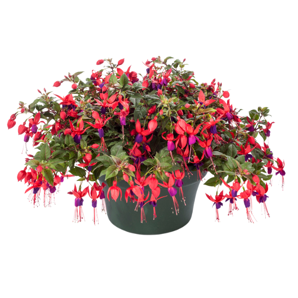 Fuchsia hybrid 'Windchimes Basket Dark Eyes'