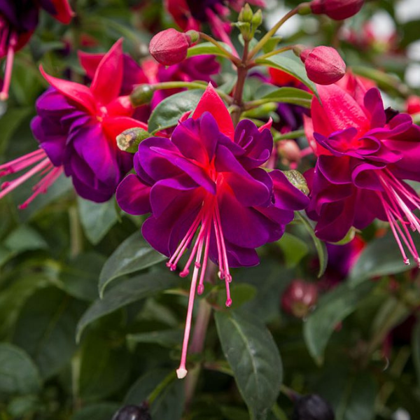 Fuchsia hybrid 'Windchimes Basket Double Dark Eyes'