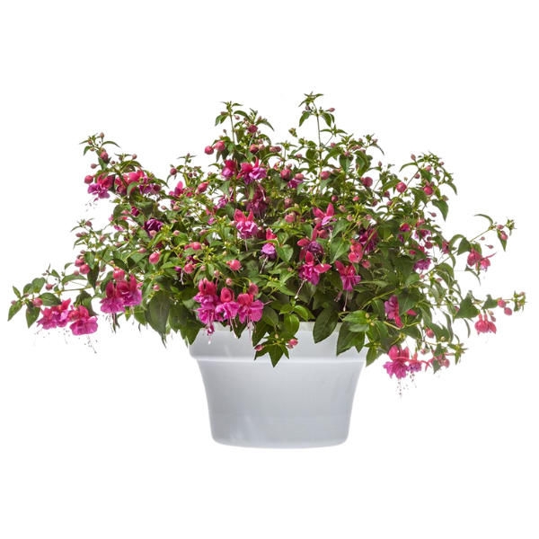 Fuchsia hybrid Windchimes Basket Double Pink & Lilac