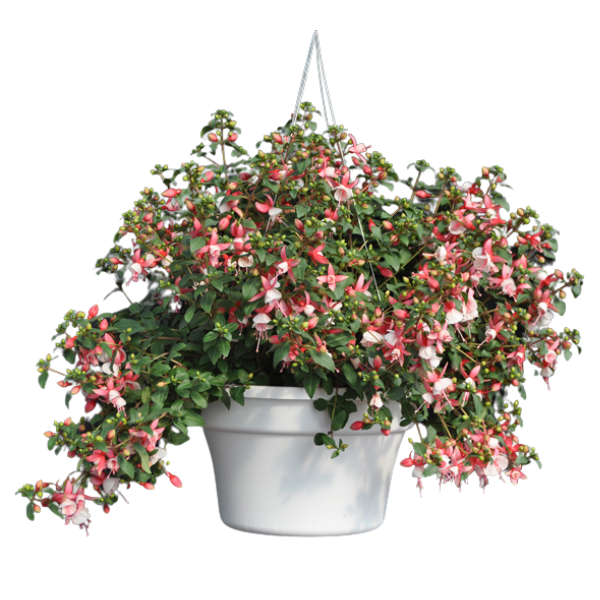 Fuchsia hybrid 'Windchimes Basket Neon/White'