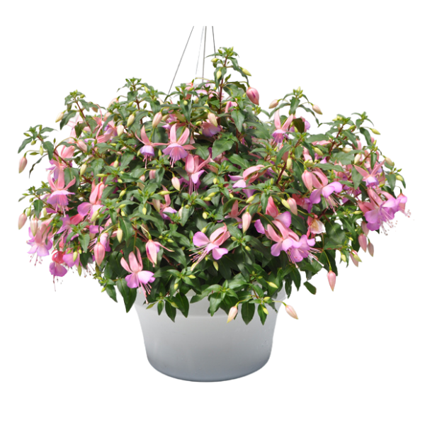 Fuchsia hybrid 'Windchimes Basket Pink/Lilac'