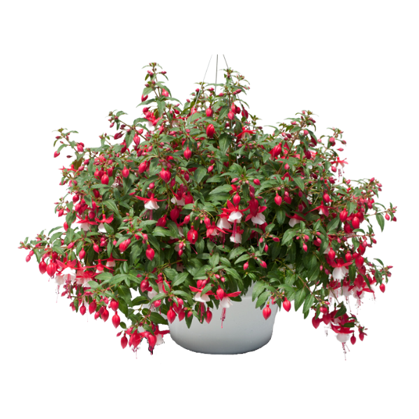 Fuchsia hybrid 'Windchimes Basket Red/White'