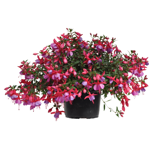 Fuchsia hybrid 'Windchimes Basket Rose/Purple'