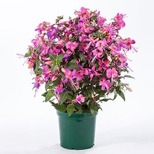 Fuchsia hybrid 'Windchimes Upright Lilac/Rose'