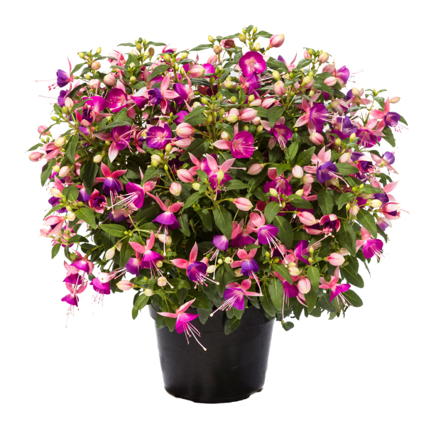 Fuchsia hybrid 'Windchimes Upright Pink/Lilac'