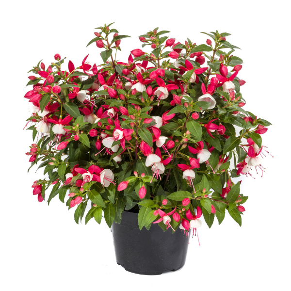 Fuchsia hybrid 'Windchimes Upright Red/White'