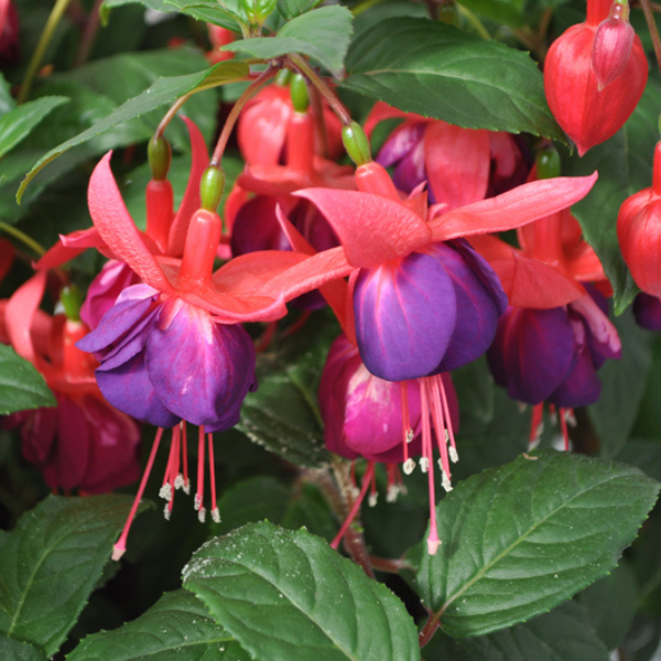 Fuchsia hybrid 'Windchimes Upright Rose/Purple'