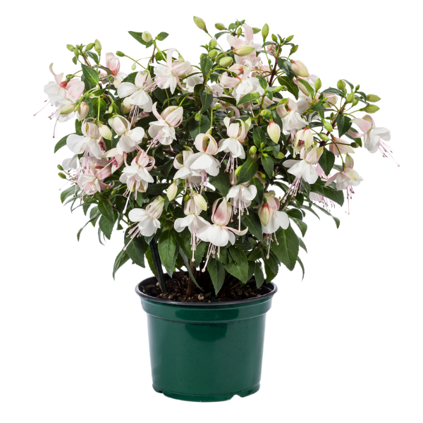 Fuchsia hybrid 'Windchimes Upright White/White'