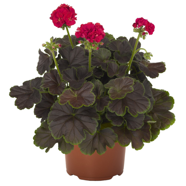 Geranium Exotic 'Brocade Cherry Night'