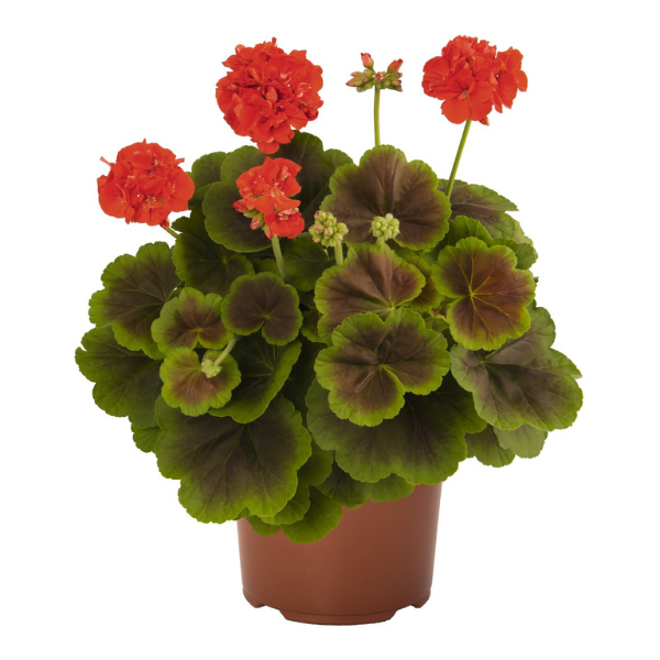 Pelargonium