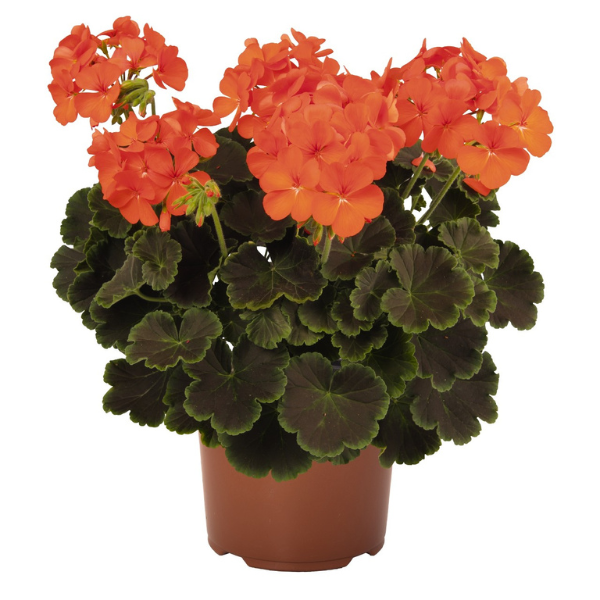 Geranium Exotic 'Brocade Fire Night'