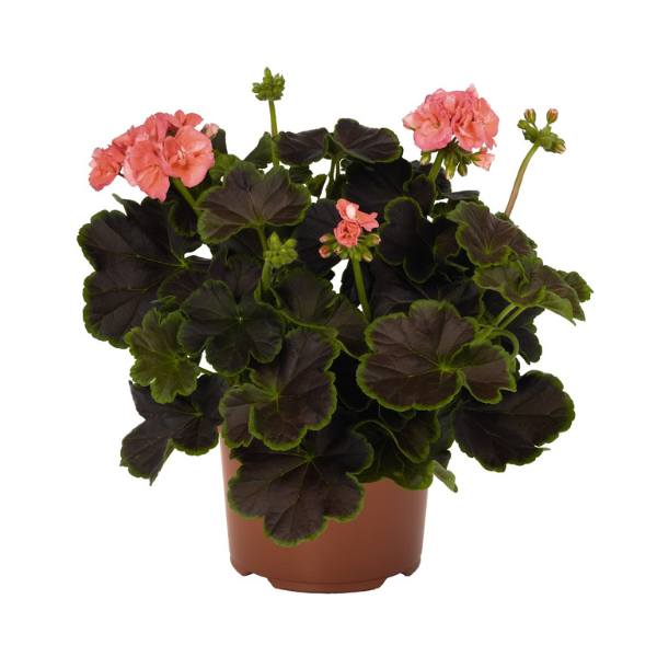 Geranium Exotic 'Brocade Salmon Night'