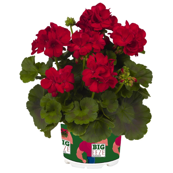 Pelargonium