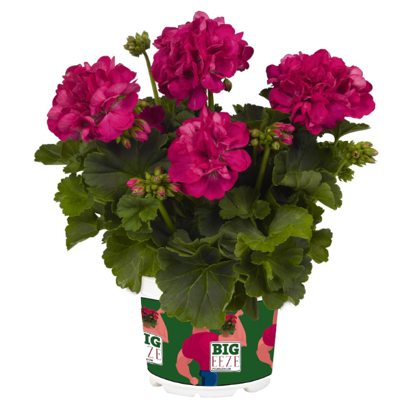 Geranium Hybrid 'Big EEZE Fuchsia Blue'