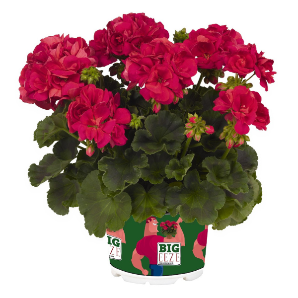 Geranium Hybrid 'Big EEZE Neon'