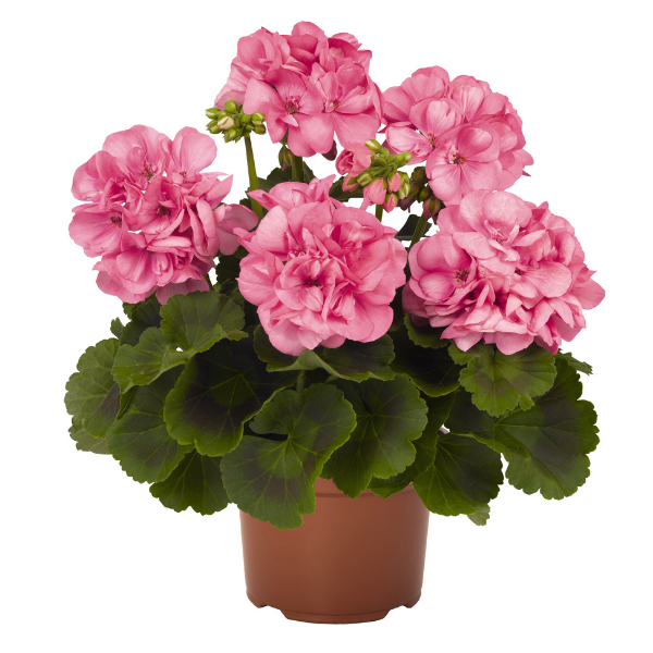 Geranium Hybrid 'Big EEZE Pink'