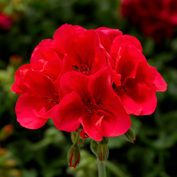 Geranium Hybrid 'Calliope Large Orange Splash'