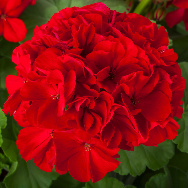 Geranium Hybrid 'Calliope Large Red'