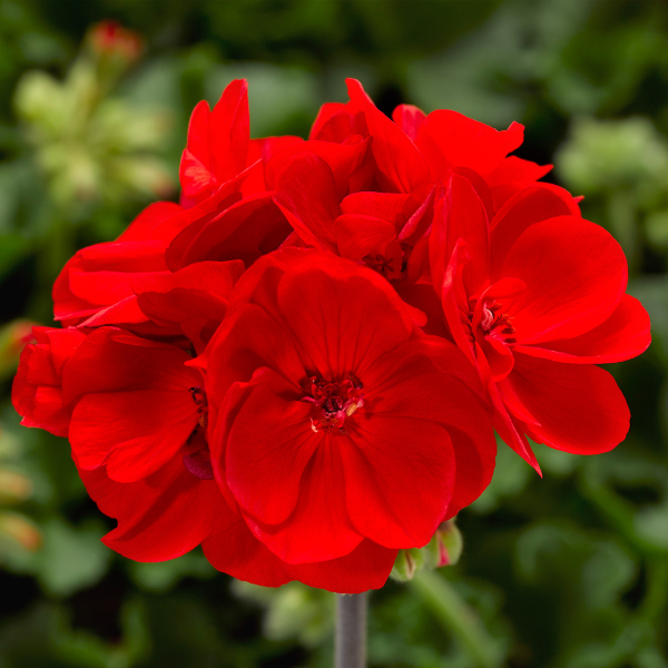 Geranium Hybrid 'Calliope Medium Bright Scarlet'