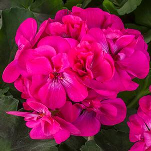 Geranium Hybrid 'Calliope Medium Dark Pink'