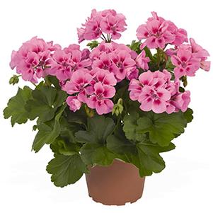 Geranium Hybrid 'Cumbanita Deep Rose'