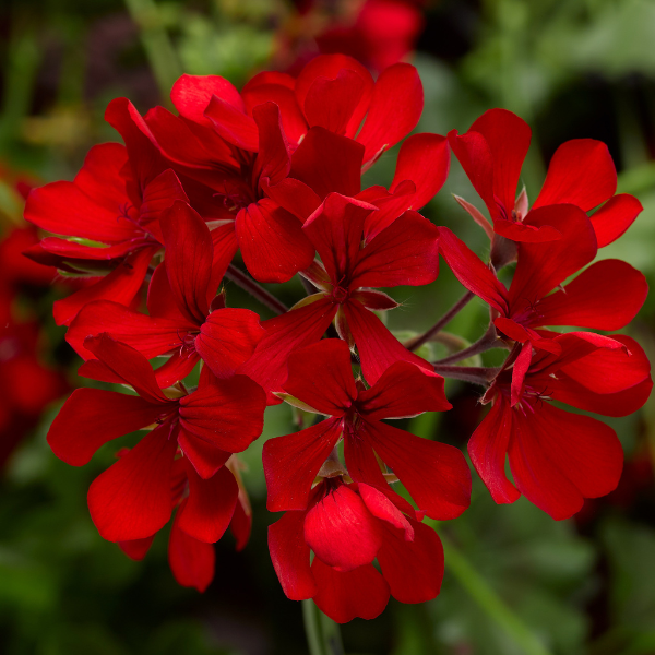 Geranium Ivy pelargonium peltatum 'Cascade Dark Red'