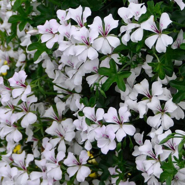 Geranium Ivy pelargonium peltatum 'Glacier White'