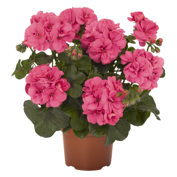 Pelargonium